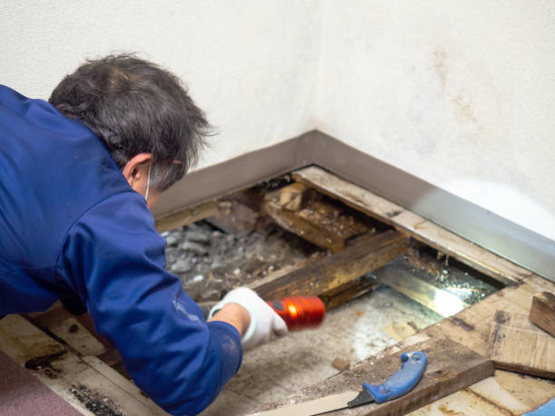 Best Mold Testing and Removal  in Jerome, ID