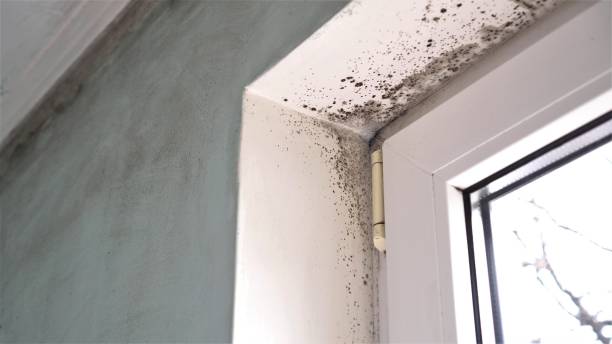 Best Certified Mold Removal  in Jerome, ID