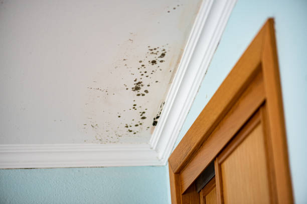 Best Toxic Mold Removal  in Jerome, ID