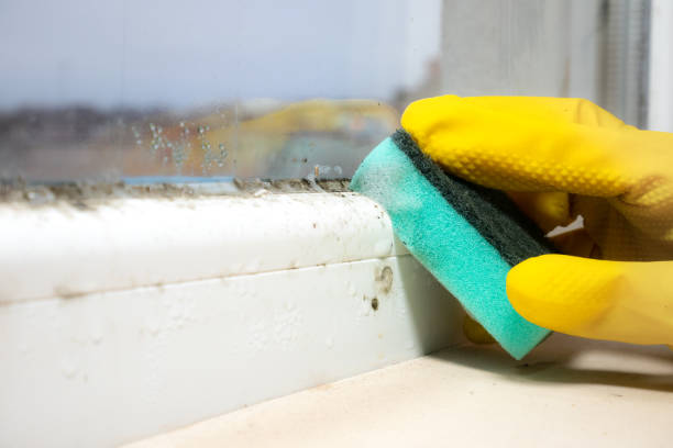 Best Commercial Mold Removal  in Jerome, ID
