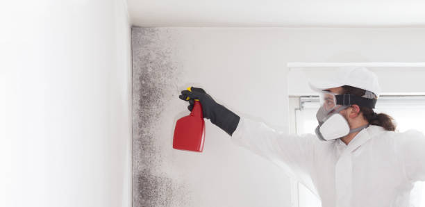 Best Crawl Space Mold Removal  in Jerome, ID