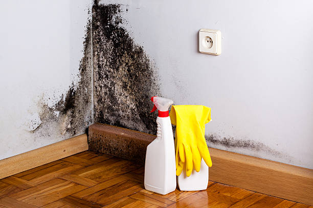Best Black Mold Removal  in Jerome, ID